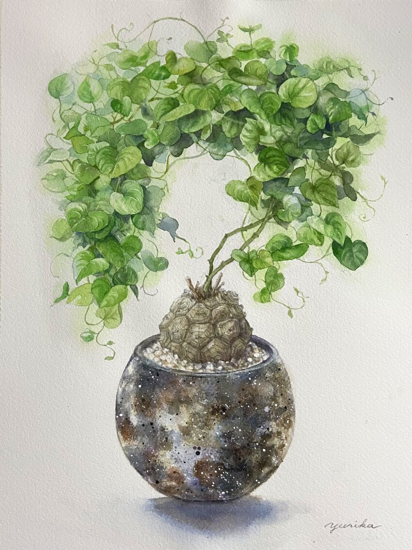english_text gravel highres leaf light no_humans ooy33151086 original painting_(medium) plant potted_plant realistic shadow still_life traditional_media watercolor_(medium) white_background