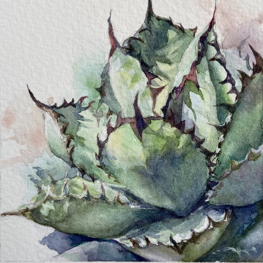 cactus colored_pencil_(medium) english_text gravel highres leaf light no_humans ooy33151086 original plant realistic shadow still_life succulent_plant traditional_media white_background