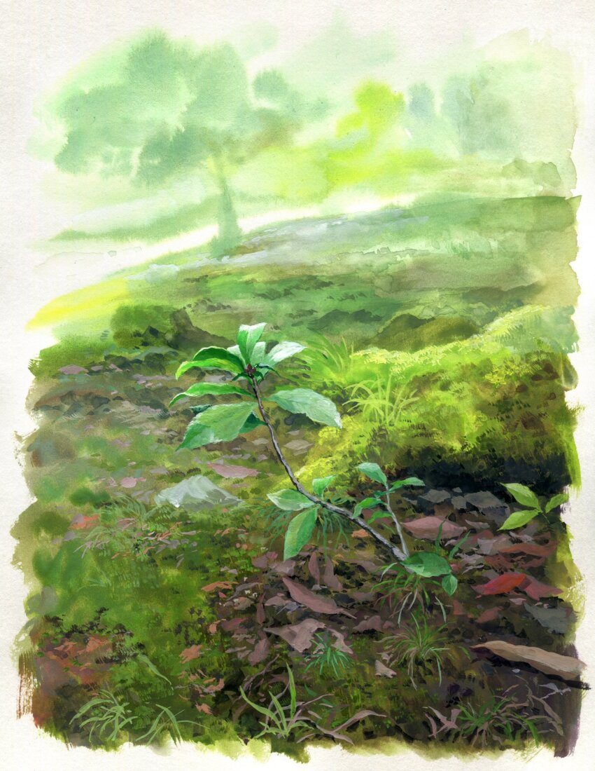 border grass highres leaf moss no_humans object_focus original painting_(medium) plant plant_focus sawitou_mizuki soil still_life traditional_media white_border