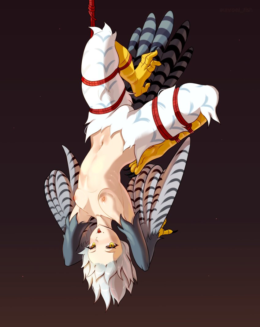 1girl absurdres animal_hands bdsm bird_legs bird_tail black_background bondage bound breasts chicken_girl claws commentary english_commentary feathered_wings feathers grey_hair harpy highres monster_girl navel nipples nude original shibari simple_background small_breasts solo tail talons tongue tongue_out unreal_fish upside-down white_feathers winged_arms wings yellow_eyes