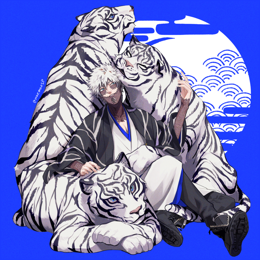 1boy animal black_footwear black_pants blue_background blue_eyes boku_no_hero_academia dabi_(boku_no_hero_academia) earrings egasumi highres jewelry kaku_seiga long_sleeves maemaesp male_focus pants petting short_hair sitting stitched_face stitches tiger twitter_username white_hair white_tiger