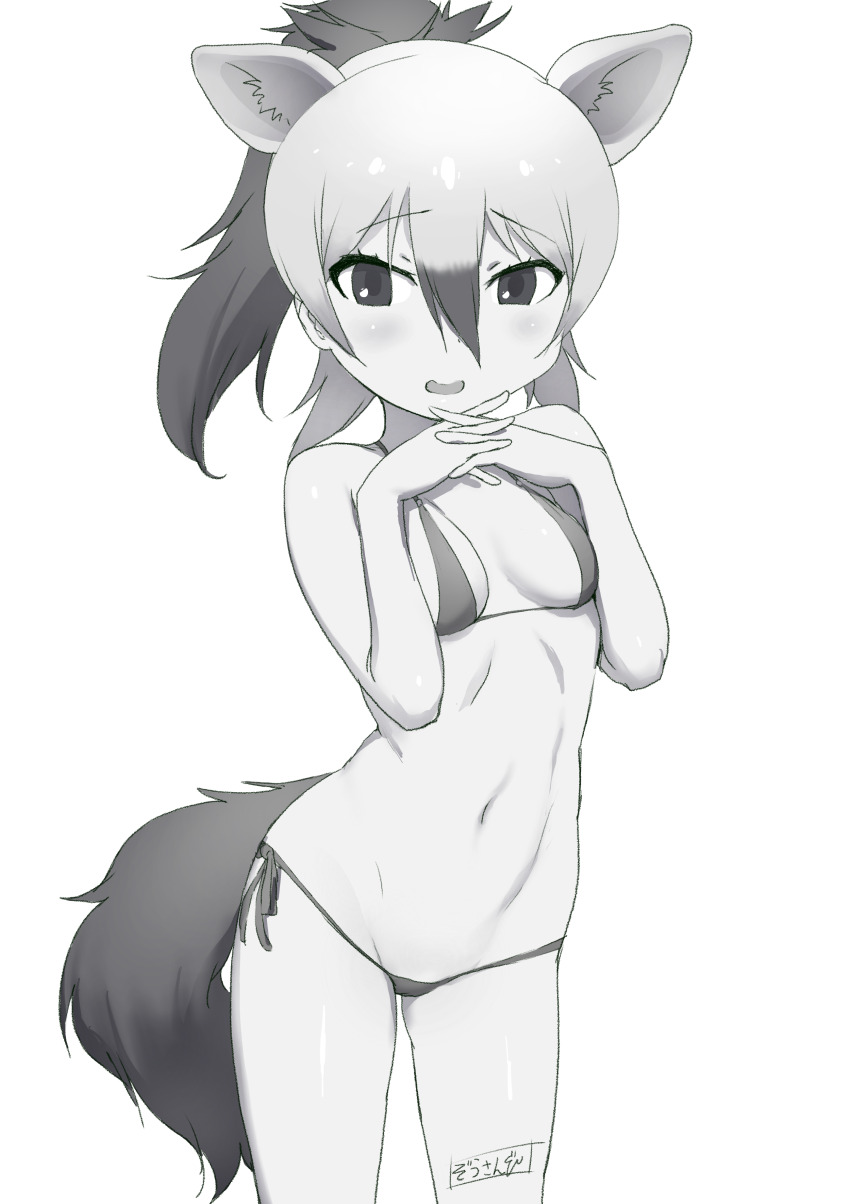 1girl aardwolf_(kemono_friends) absurdres animal_ears bikini breasts commentary_request extra_ears greyscale hair_between_eyes hands_up high_ponytail highres kemono_friends long_hair looking_at_viewer masuyama_ryou micro_bikini monochrome multicolored_hair navel nervous_smile own_hands_together ponytail side-tie_bikini_bottom small_breasts smile solo stomach swimsuit tail