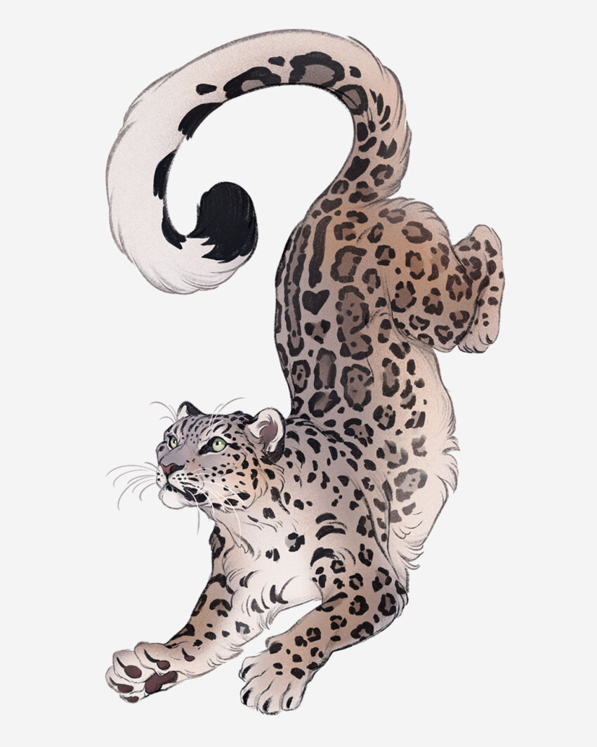 animal animal_focus closed_mouth from_side full_body highres looking_afar no_humans norapotwora original pawpads simple_background snow_leopard snow_leopard_ears snow_leopard_tail tail top-down_bottom-up white_background