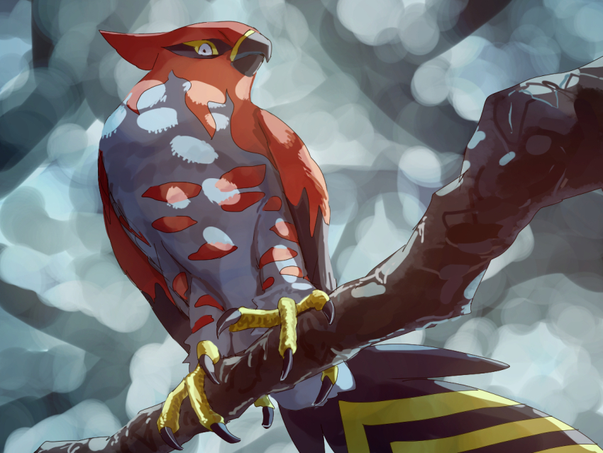 animal_focus beak bird feathers full_body fusenryo gen_6_pokemon grey_feathers looking_at_viewer nintendo no_humans outdoors pokemon pokemon_(creature) red_eyes red_feathers simple_background sitting_on_branch solo talonflame talons