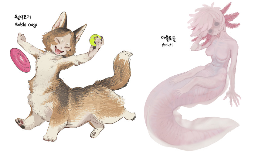 2girls animal_ears axolotl_ears axolotl_girl axolotl_tail ball body_fur brown_fur brown_hair centauroid claws closed_eyes colored_skin dog_ears dog_girl fangs fins frisbee full_body head_fins highres holding holding_ball looking_at_viewer monster_girl multiple_girls original personification pink_hair pink_skin running short_hair simple_background sparrowl taur tennis_ball tongue tongue_out white_background