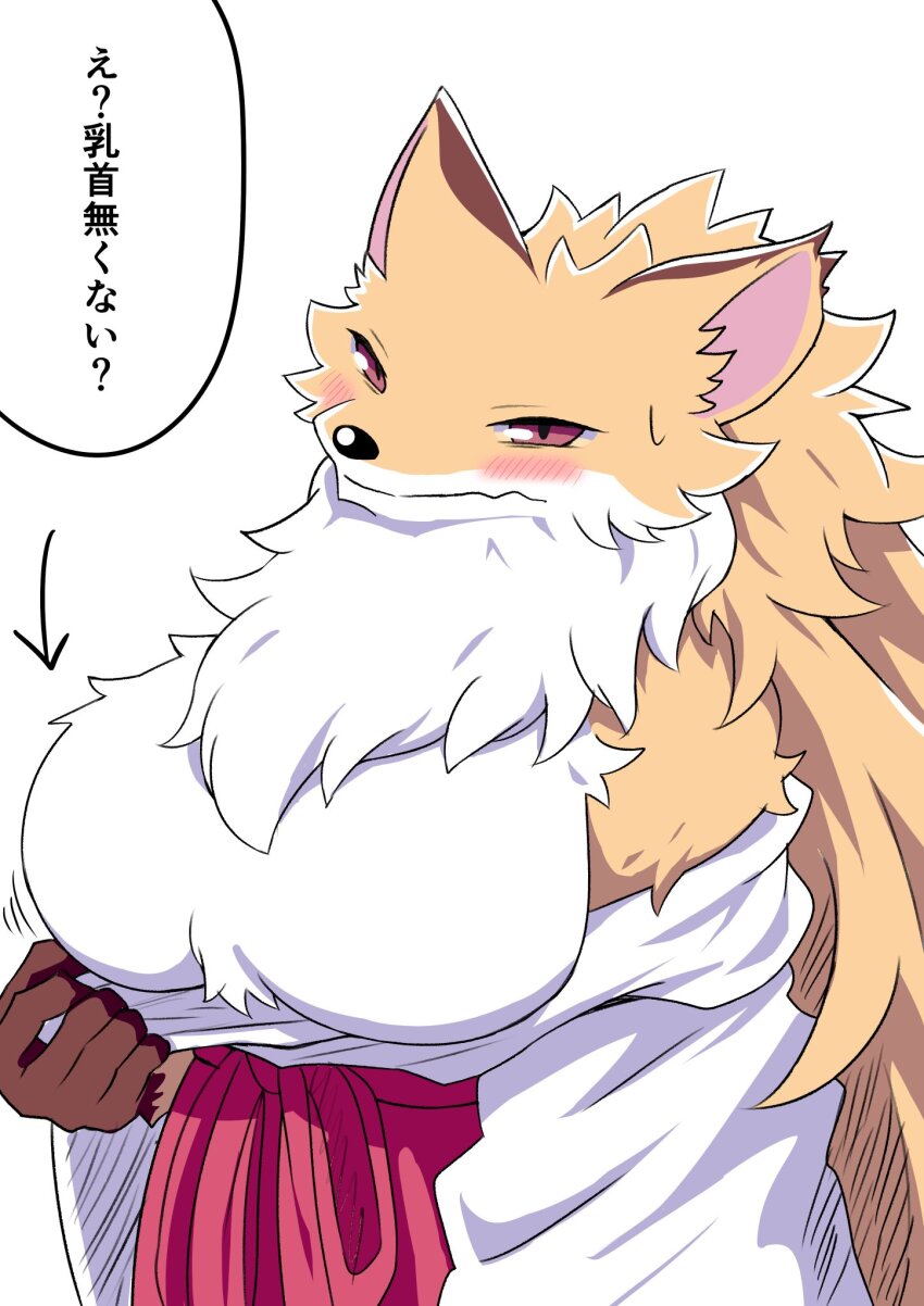 1girl animal_ears animal_nose blush body_fur breasts fox_ears fox_girl furry furry_female hakama hakama_skirt highres holding japanese_clothes kimono large_breasts long_hair mamiyama miko multicolored_fur open_mouth orange_fur original partially_undressed red_hakama shrine skirt slit_pupils snout standing sweatdrop two-tone_fur undressing white_fur white_kimono wide_sleeves