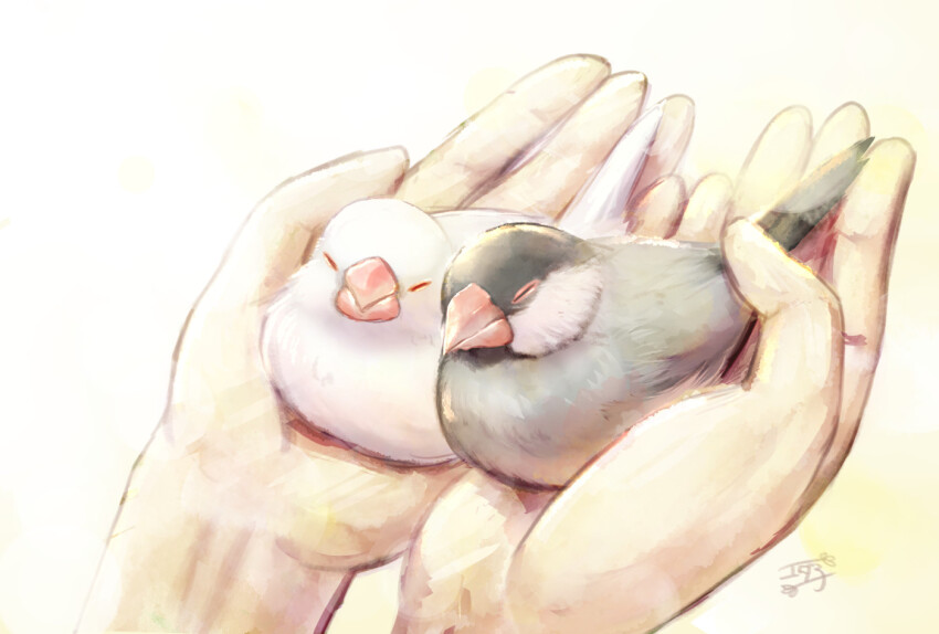 animal bird bird_on_hand closed_eyes holding holding_animal holding_bird java_sparrow original white_bird white_java_sparrow yoshiyanmisoko