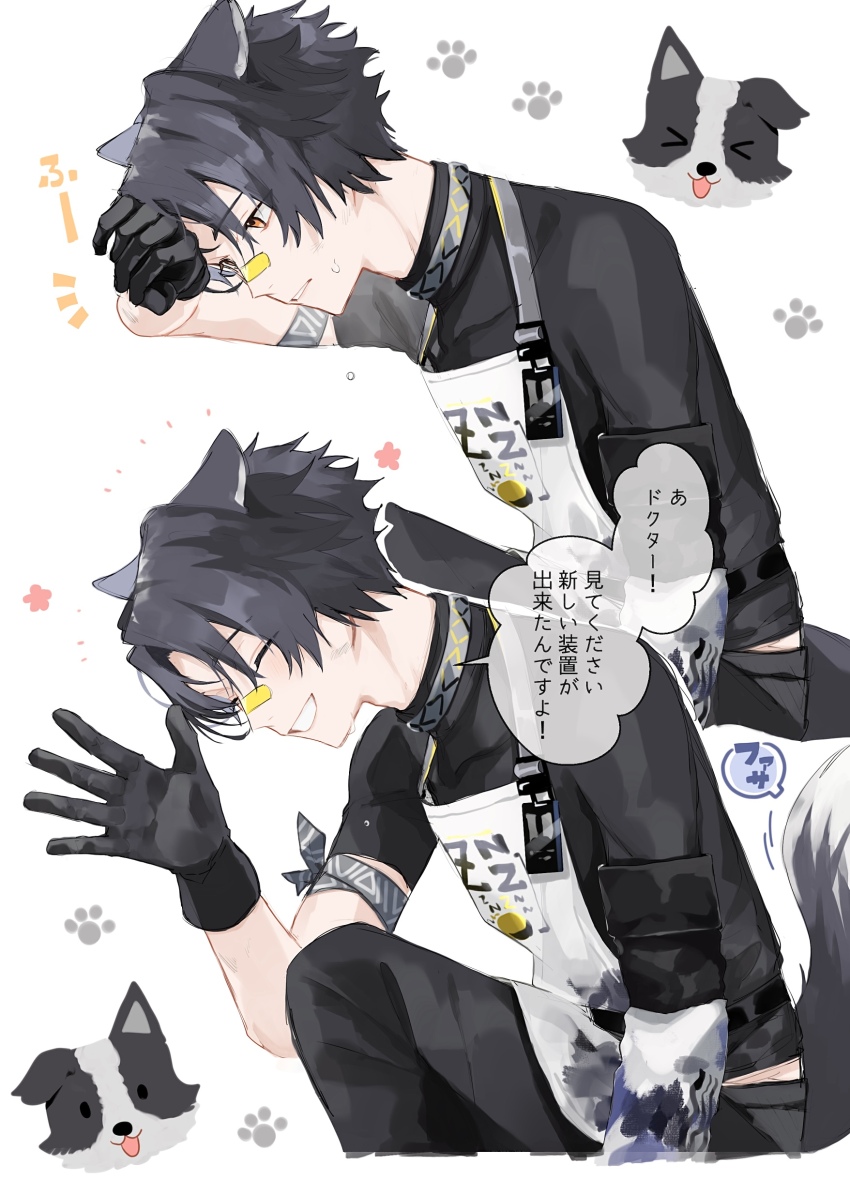 &gt;_&lt; 1boy absurdres animal animal_ears apron arknights bandaid bandaid_on_face bandaid_on_nose black_gloves black_hair black_shirt border_collie closed_eyes commentary_request dog dog_boy dog_ears dog_tail gloves highres hishoti_cheese male_focus multiple_views open_mouth paw_print red_eyes shirt simple_background speech_bubble tail translation_request white_background windflit_(arknights)