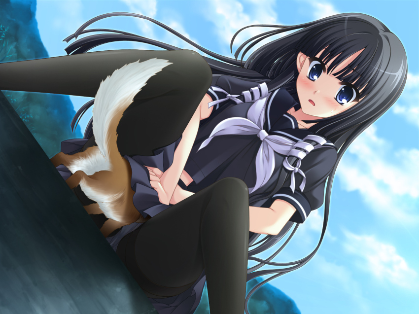 1girl black_hair black_pantyhose blue_eyes blush clothes_lift dog female_focus game_cg hair_ribbon highres long_hair minagami_sakuya odawara_hakone open_mouth panties panties_under_pantyhose pantyhose ribbon school_uniform serafuku sitting skirt skirt_lift solo tasogare_no_sinsemilla thighband_pantyhose underwear upskirt