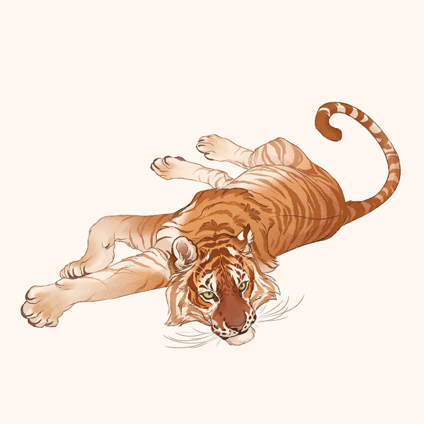 animal animal_focus closed_mouth full_body looking_afar lying no_humans norapotwora on_side original simple_background tiger white_background