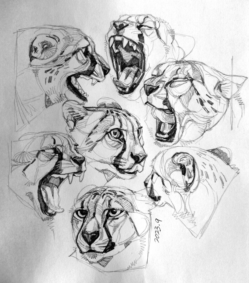 2023 animal cat cheetah closed_mouth commentary_request dated fangs graphite_(medium) greyscale highres licking_lips looking_ahead monochrome multiple_views no_humans open_mouth original sharp_teeth simple_background spotted_fur teeth tinylittlefox1 tongue tongue_out traditional_media white_background yawning
