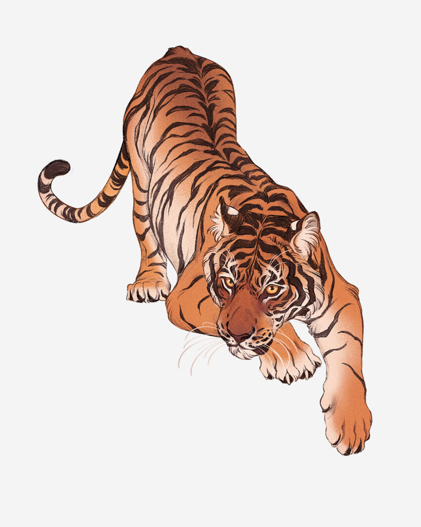 animal animal_focus closed_mouth full_body highres looking_at_viewer no_humans norapotwora original pawpads simple_background tiger top-down_bottom-up white_background