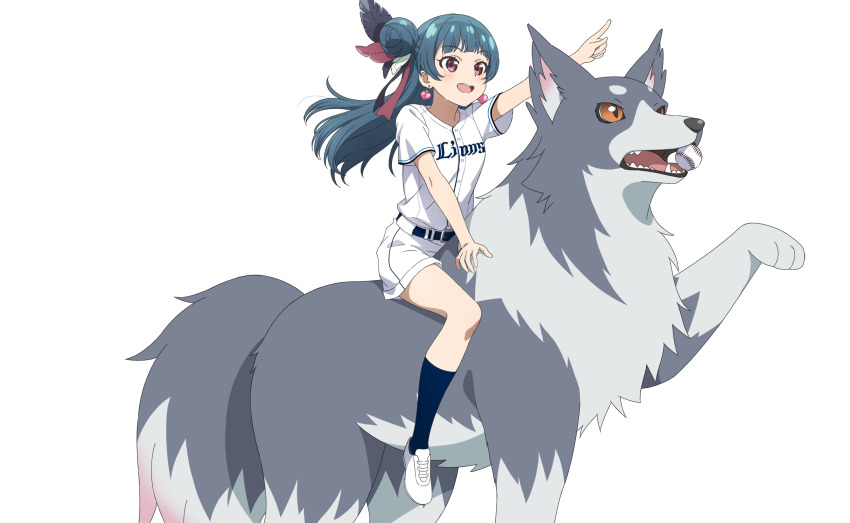 1girl :d animal anime_coloring arm_up ball baseball baseball_(object) baseball_uniform belt belt_buckle blue_belt blue_hair blue_socks buckle dog earrings feather_hair_ornament feathers full_body genjitsu_no_yohane hair_bun hair_ornament heart heart_earrings highres holding holding_ball index_finger_raised jewelry lailaps_(genjitsu_no_yohane) long_hair love_live! love_live!_sunshine!! mouth_hold nippon_professional_baseball official_art on_animal open_mouth outline outstretched_arm oversized_animal pink_eyes pointing pointing_forward riding riding_animal saitama_seibu_lions shirt shoes short_sleeves shorts single_side_bun smile socks sportswear teeth three_quarter_view tsushima_yoshiko upper_teeth_only white_outline white_shirt white_shoes white_shorts yohane_(genjitsu_no_yohane)