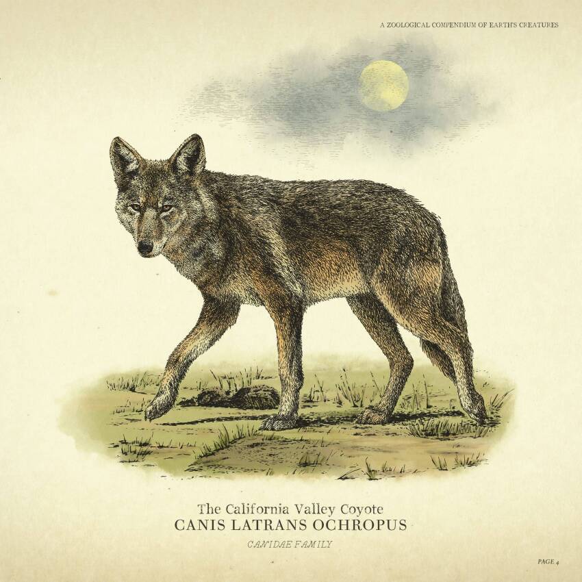 english_text full_moon grass highres latin_text moon no_humans official_art red_dead_redemption_(series) red_dead_redemption_2 solo wolf