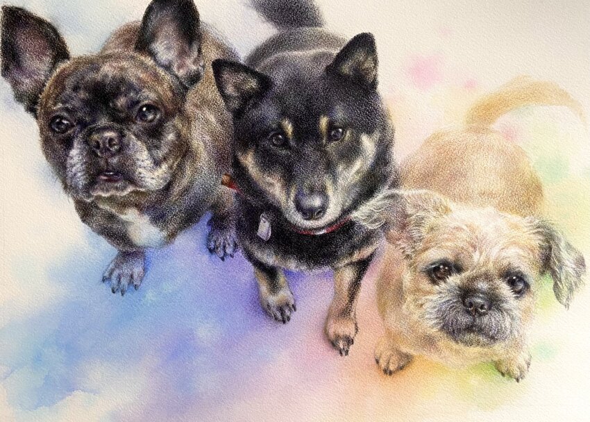 colored_pencil_(medium) day dog from_above full_body highres looking_at_viewer lying no_humans on_stomach ooy33151086 original painting_(medium) shadow sunlight traditional_media watercolor_(medium) window_shadow