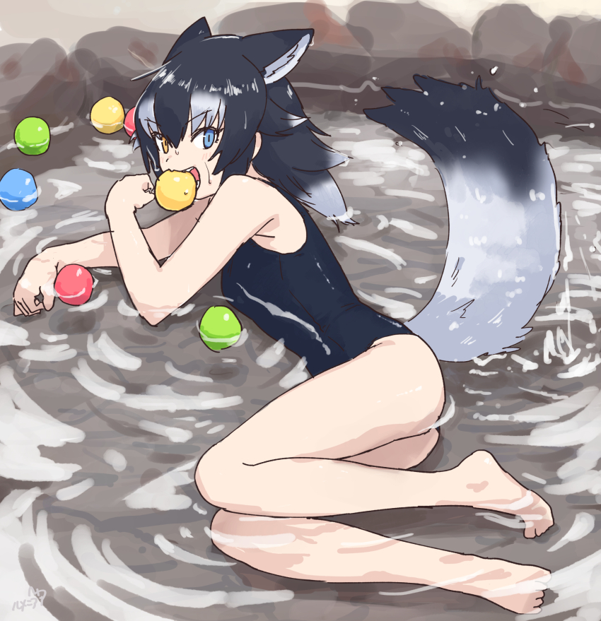 alternate_costume animal_ears ball bare_arms bare_legs bare_shoulders barefoot biting blue_eyes blue_one-piece_swimsuit extra_ears grey_hair grey_wolf_(kemono_friends) hair_between_eyes heterochromia highres kemono_friends looking_at_viewer multicolored_hair one-piece_swimsuit open_mouth partially_submerged rumenia_(ao2is) short_hair sidelocks swimsuit tail water white_hair wolf_ears wolf_girl wolf_tail yellow_eyes