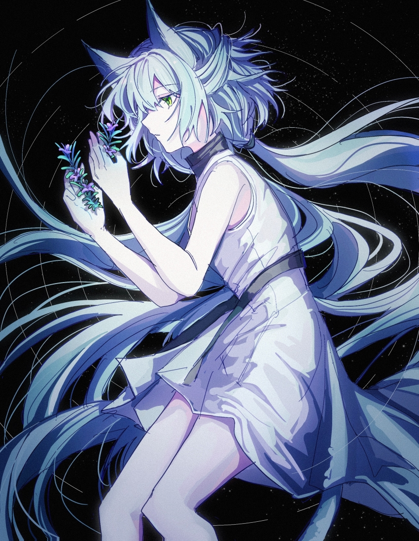 1girl absurdres animal_ears arknights bare_arms bare_shoulders black_background blue_hair chinese_commentary commentary_request cowboy_shot dress floating_hair flower from_side green_eyes highres holding holding_flower long_hair parted_lips profile purple_flower rosmontis_(arknights) short_dress solo very_long_hair wangchuan white_dress
