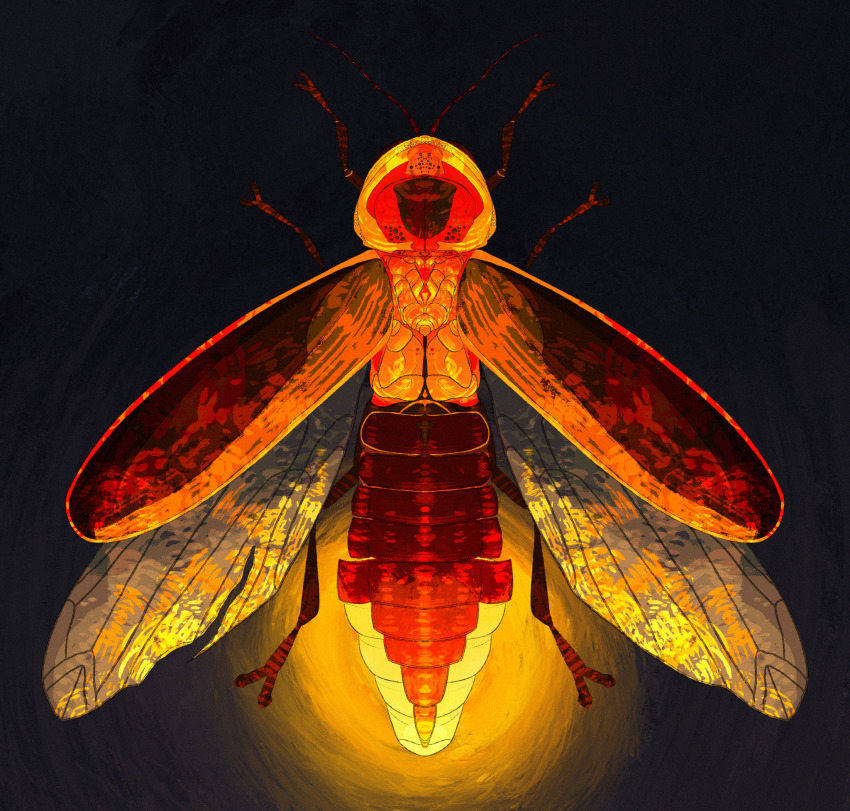 analogous_colors antennae beetle bioluminescence black_background bug close-up colored_skin commentary english_commentary firefly foxbirdy full_body glowing glowing_animal highres insect insect_wings no_humans orange_skin orange_theme original realistic simple_background symmetry transparent_wings wings yellow_light