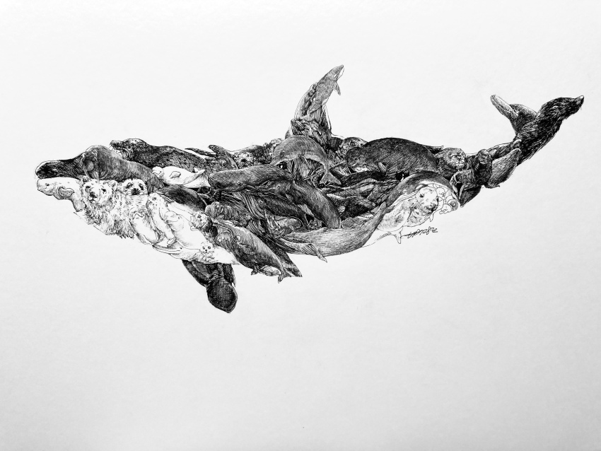 #b7282e absurdres animal_focus artist_name bear blue_whale dolphin dugong greyscale harp_seal highres humpback_whale monochrome narwhal no_humans orca original polar_bear sea_lion seal_(animal) signature simple_background sperm_whale traditional_media walrus whale white_background