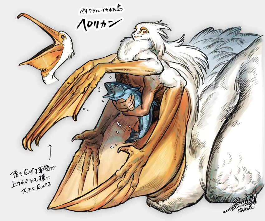 animal arrow_(symbol) bird chest_tuft claws close-up closed_mouth colored_sclera commentary_request cropped_head dated drop_shadow feathers fins fish grey_background highres holding holding_animal holding_fish li_sakura looking_at_viewer open_hands open_mouth original outline pelican red_eyes shadow signature simple_background translation_request upper_body white_outline yellow_sclera