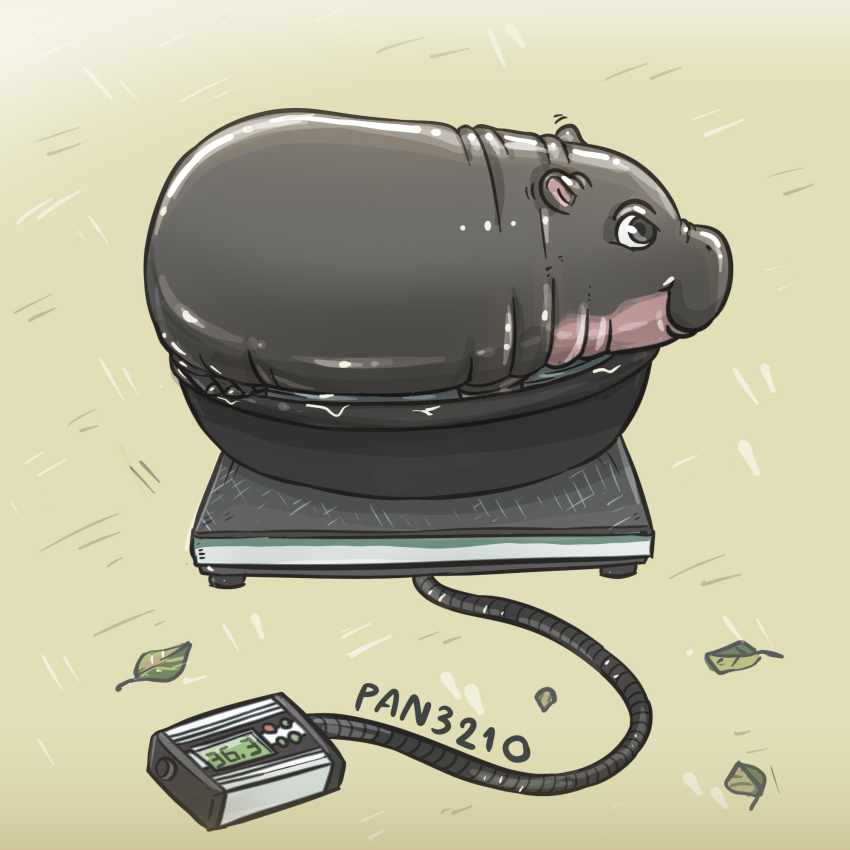 artist_name baby_animal cable from_side grey_eyes highres hippopotamus leaf looking_ahead moo_deng no_humans pan3210 real_life smile thai_commentary water weighing_scale