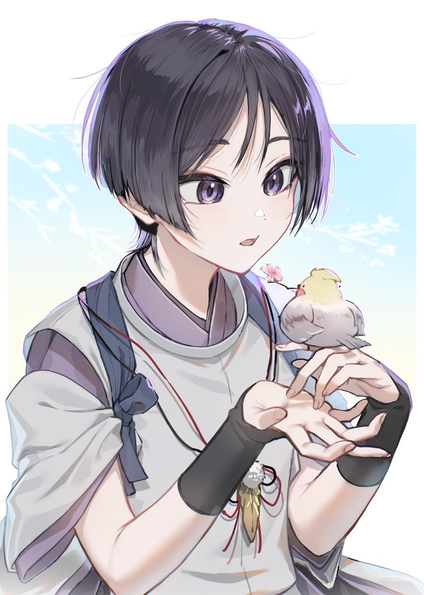 1boy absurdres animal bird bishounen border buku2_suisou cherry_blossoms cockatiel dot_nose genshin_impact gradient_background hands_up highres holding holding_animal holding_bird japanese_clothes kariginu male_focus mouth_hold open_hands outside_border parted_lips raised_eyebrows scaramouche_(genshin_impact) scaramouche_(kabukimono)_(genshin_impact) short_hair solo stalk_in_mouth tasuki tongue tsurime twig upper_body white_border