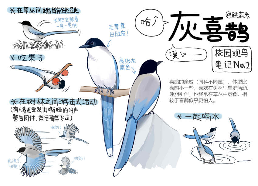 animal animal_focus bird chinese_commentary chinese_text closed_mouth commentary_request drinking flying food garlica grass highres magpie multiple_views no_humans original puddle simple_background speech_bubble translation_request water white_background