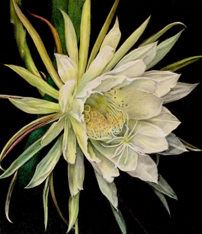 black_background chie_t19690428 colored_pencil_(medium) epiphyllum flower flower_focus highres no_humans original photorealistic plant plant_focus realistic stamen traditional_media white_flower