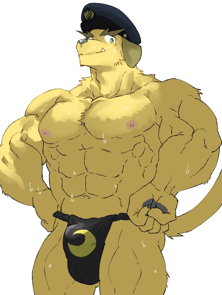 1boy abs animal_ears bara black_fundoshi bulge cowboy_shot dog_boy dog_ears dog_tail forked_eyebrows fugur6_fugur9 fundoshi hat highres huge_eyebrows japanese_clothes large_pectorals male_focus muscular muscular_male navel nipples nobumichi_(housamo) peaked_cap pectorals police_hat print_fundoshi sanpaku short_hair simple_background solo standing sweat tail thick_eyebrows tokyo_houkago_summoners topless_male tusks very_sweaty yellow_eyes
