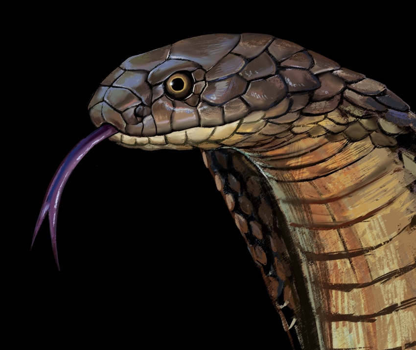animal_focus atergraham black_background cobra_(animal) forked_tongue highres original portrait scales snake solo tongue tongue_out yellow_eyes