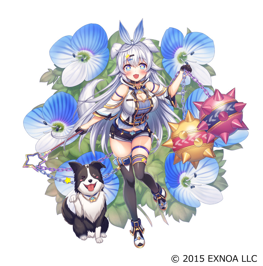 1girl :3 :d absurdres animal ball_and_chain_(weapon) bare_shoulders black_gloves black_shorts black_thighhighs blue_eyes blue_flower blush breasts chain cleavage commentary_request copyright_notice dog flail flower flower_knight_girl full_body gloves grey_hair hair_between_eyes hair_ornament hairclip half_gloves highres holding ichigo_seika long_hair medium_breasts name_connection object_namesake official_art open_mouth persian_speedwell persian_speedwell_(flower_knight_girl) shirt shoes short_shorts shorts smile solo spike_ball spiked_ball_and_chain standing standing_on_one_leg star-shaped_pupils star_(symbol) star_hair_ornament symbol-shaped_pupils thighhighs tongue tongue_out very_long_hair watermark weapon white_shirt white_shoes