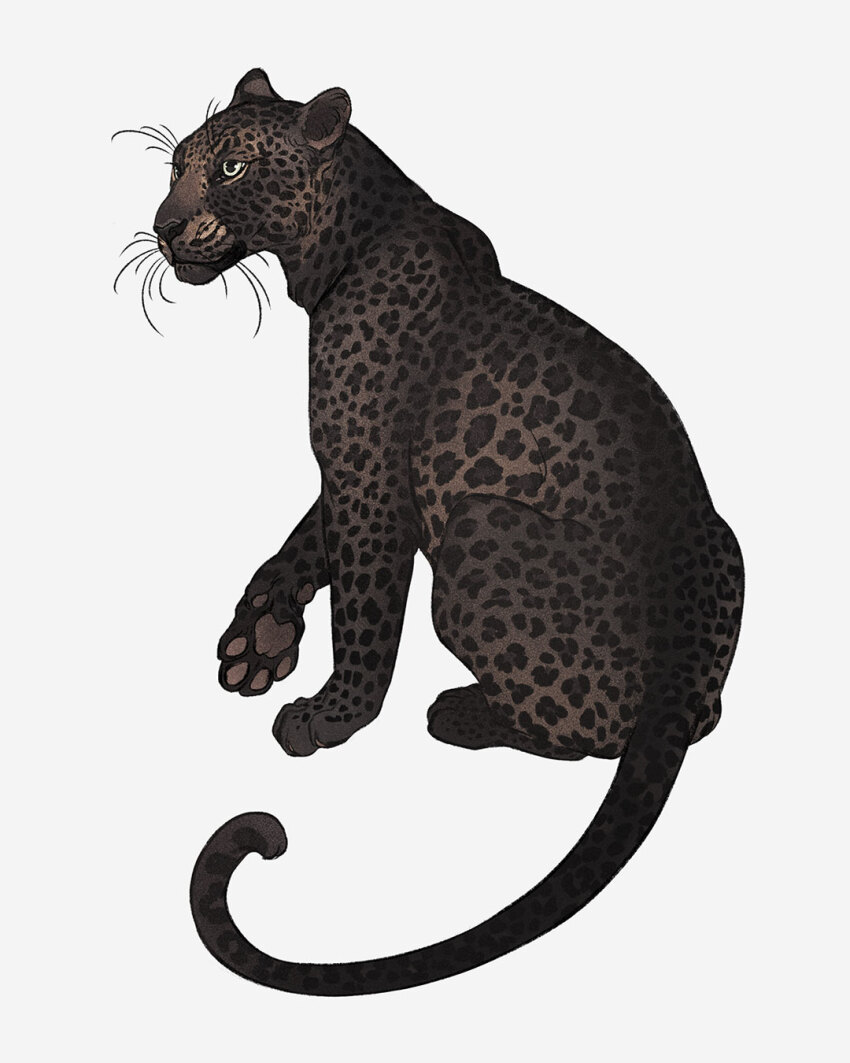 animal animal_ears animal_focus closed_mouth from_behind from_side full_body highres leopard leopard_ears leopard_tail looking_afar no_humans norapotwora original pawpads simple_background tail white_background