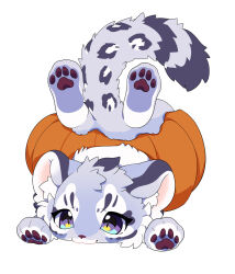  1boy androgynous animal_ears animal_feet animal_hands blue_eyes chibi chibi_only chibikemo commentary english_commentary fluffy fluffy_land furry furry_male grey_fur kikugawa_ru male_focus official_art oslo_(fluffy_land) pawpads pumpkin second-party_source simple_background snow_leopard_boy snow_leopard_ears snow_leopard_tail solo tail white_background 