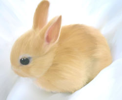  animal_ears rabbit rabbit_ears realistic tagme  rating:Sensitive score:24 user:damaramu