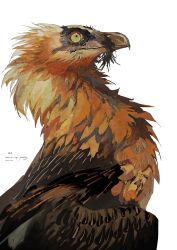  animal animal_focus bird from_side highres kamikiririp no_humans original profile signature simple_background solo upper_body vulture white_background yellow_eyes 
