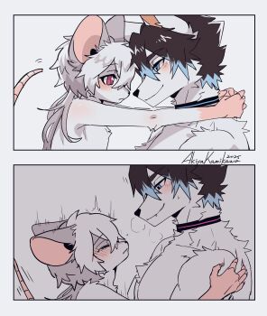  2boys absurdres akiyakamikawa animal_ears artist_name blue_eyes blush chang_wen_(furrybar) closed_eyes closed_mouth collar colored_tips commentary dated english_commentary furry furry_male furry_with_furry furrybar highres implied_sex looking_at_another male_focus mouse_boy mouse_ears mouse_tail multicolored_hair multiple_boys muscular muscular_male original pectorals red_eyes scratching_arm smile tail wolf_boy wolf_ears yaoi 