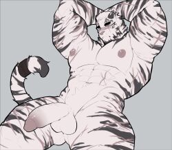  1boy abs animal_ears arknights armpits arms_behind_head arms_up bara blush closed_mouth commentary completely_nude cross_scar english_commentary facial_scar furry furry_male grey_background highres infection_monitor_(arknights) jcxraf male_focus mountain_(arknights) multiple_scars muscular muscular_male navel nipples nude pectorals penis scar scar_across_eye scar_on_arm scar_on_cheek scar_on_chest scar_on_face scar_on_leg scar_on_stomach tail testicles tiger_boy tiger_ears tiger_stripes tiger_tail 