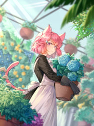 1girl animal_ears apron black_dress black_gloves blurry cat_ears cat_girl cat_tail closed_mouth depth_of_field dream_one_17 dress flower flower_pot garden gloves greenhouse hair_flower hair_ornament highres holding holding_flower holding_flower_pot holding_plant holding_pot hydrangea long_sleeves looking_at_viewer maid original pink_eyes pink_hair plant pot potted_plant short_hair solo sunlight tail rating:Sensitive score:2 user:danbooru
