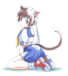  animal_ears ass blue_sailor_collar brown_eyes brown_hair capcom cat_ears cat_tail converse ikaringo_(ikaringo4444) kasugano_sakura looking_back matching_hair/eyes sailor_collar school_uniform serafuku shoes short_hair simple_background sneakers socks street_fighter street_fighter_zero_(series) tail white_background white_socks 
