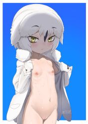 1girl absurdres black_hair blue_background border closed_mouth coat commentary cowboy_shot flat_chest fur-trimmed_coat fur_trim gloves gradient_background green_eyes highres kemono_friends loli looking_at_viewer masuyama_ryou multicolored_hair naked_coat navel nipples open_clothes open_coat outside_border protected_link short_hair simple_background snowy_owl_(kemono_friends) solo stomach streaked_hair sweat two-tone_hair uncensored white_border white_coat white_gloves white_hair yellow_eyes
