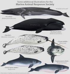  animal animal_focus artist_name bowhead_whale closed_mouth commentary copyright_notice dwarf_sperm_whale english_commentary english_text fin_whale fish from_side full_body horns latin_text namu-the-orca narwhal no_humans ocean_sunfish odd_one_out open_mouth original poster_(medium) pygmy_sperm_whale realistic science scientific_name scientific_poster sexual_dimorphism single_horn species_name sperm_whale whale white_eyes 