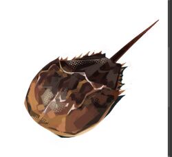  animal animal_focus commentary english_commentary horseshoe_crab no_humans original prehistoric_animal simple_background spouons white_background 