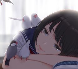  1girl animal animal_on_arm animal_on_shoulder arm_pillow bird bird_on_arm bird_on_shoulder black_hair blue_sailor_collar blurry blurry_background bob_cut close-up commentary curtains depth_of_field flying head_down java_sparrow kyak_bamboo lips looking_at_animal original preening sailor_collar school_uniform serafuku short_hair short_sleeves smile solo white_bird white_java_sparrow 