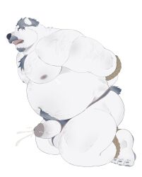1boy aegis_(crave_saga) animal_ears arm_hair arms_behind_back bara bdsm bear bear_boy bear_ears bear_tail beard belly biceps blue_hair bondage bound bound_ankles bound_arms chest_hair chinese_commentary commentary_request crave_saga cum erection facial_hair fat fat_man furry furry_male girthy_penis highres jockstrap leg_hair looking_to_the_side male_focus male_underwear mustache navel nipples open_mouth pectorals penis polar_bear stomach_hair tail tengzai05 topless_male underwear white_background white_fur