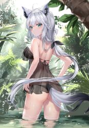 1girl ahoge animal_ear_fluff animal_ears aqua_eyes ass black_chemise black_panties black_ribbon braid breasts chemise closed_mouth commentary_request crossed_bangs day fox_ears fox_girl fox_tail from_behind hair_between_eyes hair_ribbon highres hololive jungle karanashi_noma large_breasts light_blush long_hair looking_at_viewer looking_back low_ponytail median_furrow nature outdoors panties ponytail ribbon see-through_chemise see-through_clothes shirakami_fubuki side-tie_panties side_braid solo tail underwear virtual_youtuber wading wet white_hair