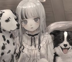 1girl black_ribbon blunt_bangs border_collie commentary cropped dalmatian dog dress expressionless frilled_shirt_collar frills grey_eyes highres indoors long_hair looking_at_viewer multicolored_hair namuta neck_ribbon original pale_skin pointy_ears ribbon solo streaked_hair upper_body white_dress white_hair white_theme