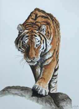 Rule 34 | animal, animal focus, commentary, dated, david salter, english commentary, highres, no humans, original, photo-referenced, photorealistic, realistic, signature, simple background, tiger, traditional media, whiskers, white background