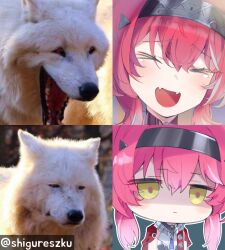 Rule 34 | &gt; &lt;, 1girl, absurdres, collar, commentary, hair ornament, hairband, highres, laughing, laughing wolves (meme), lupa (wuthering waves), meme, metal collar, metal hairband, multiple views, open mouth, photo-referenced, red pupils, red sash, sash, shigureszku, smile, twitter username, wuthering waves, yellow eyes
