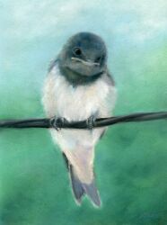 amima_amita animal animal_focus barn_swallow bird black_eyes claws looking_at_viewer no_humans original swallow_(bird) wire