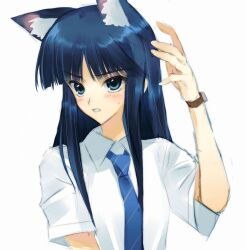 Rule 34 | 1girl, animal ears, blue eyes, blue hair, blue necktie, blush, cat ears, chinese commentary, collared shirt, commentary request, frown, furrowed brow, hand up, highres, kemonomimi mode, long hair, looking up, necktie, parted lips, shirt, short sleeves, simple background, small sweatdrop, solo, striped necktie, tako3000, touma kazusa, upper body, watch, white album (series), white album 2, white background, white shirt, wristwatch